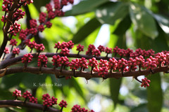 Schefflera actinophylla